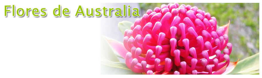Flores de Australia